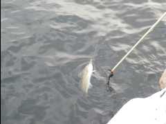 Cod Fishing20